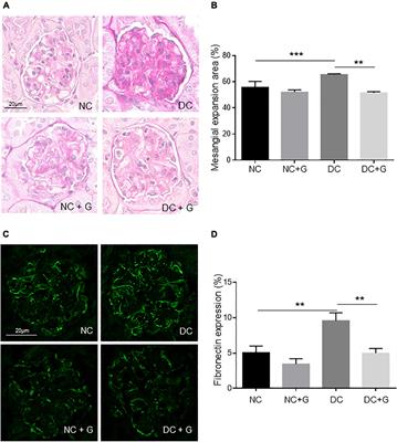 Glucosamine inhibits extracellular matrix accumulation in experimental diabetic nephropathy